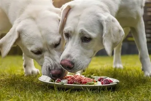 cães labrador retriever comendo alimentos crus