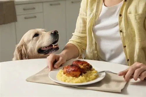 cachorro implorando por comida