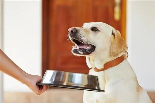 cão alimentando_Shutterstock_Jaromir Chalabala