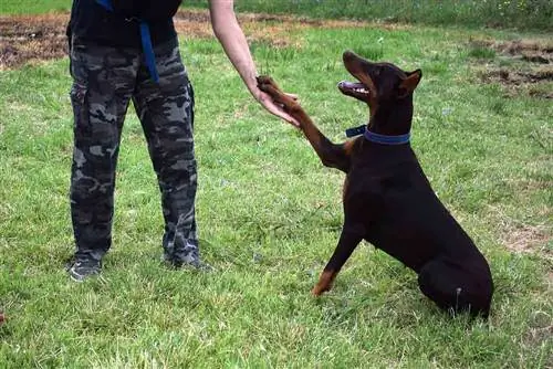 Dressage de chiens, Doberman brun est assis dans le parc et regarde le propriétaire