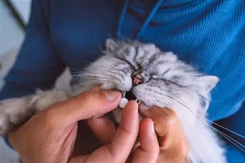 gato tomando medicina