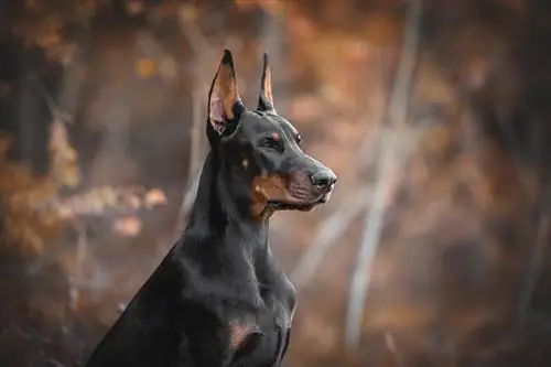 Europeisk doberman i skogen