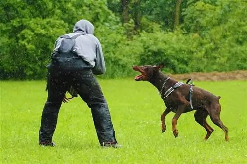 doberman pinscher qui aboie en plein air