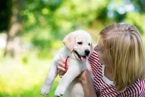 jong vrou wat 'n wit labrador retriever-hondjie vashou