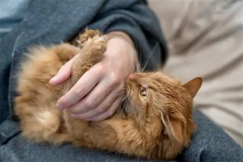 il gatto domestico rosso morde la mano del proprietario