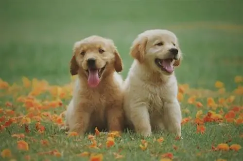 twee labrador-hondjies wat op gras sit