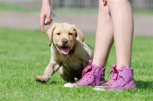 Labrador-hondjie in opleiding