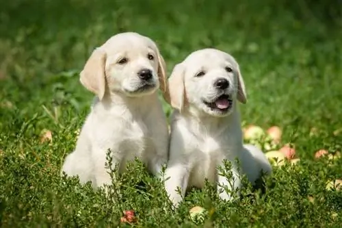 Szczeniaki labrador retriever siedzi na trawie