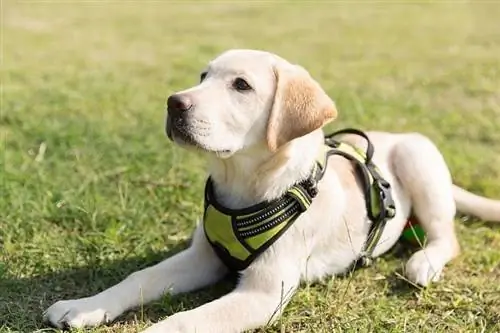 Labrador Puppy Harness