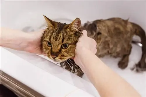 gato molhado na banheira tomando banho