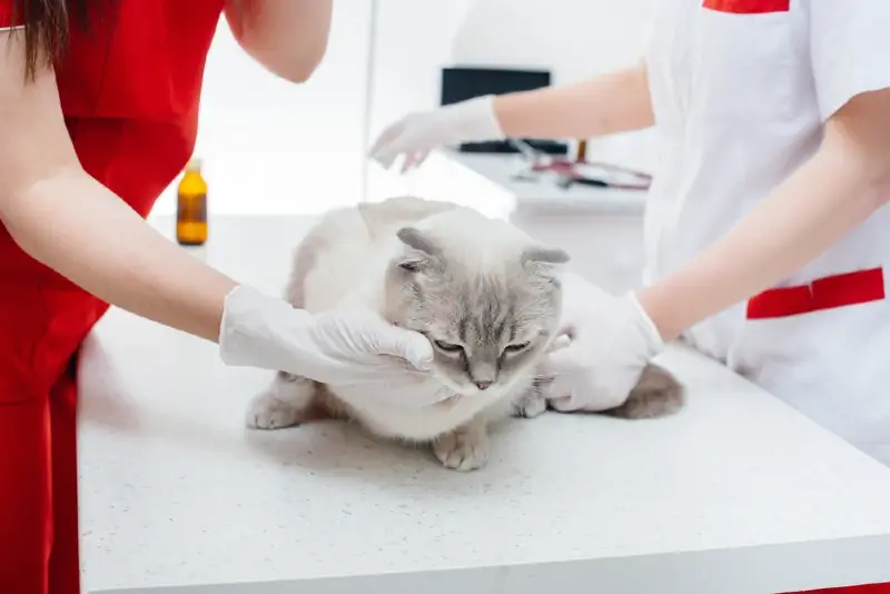 gato british shorthair sendo tratado por um veterinário