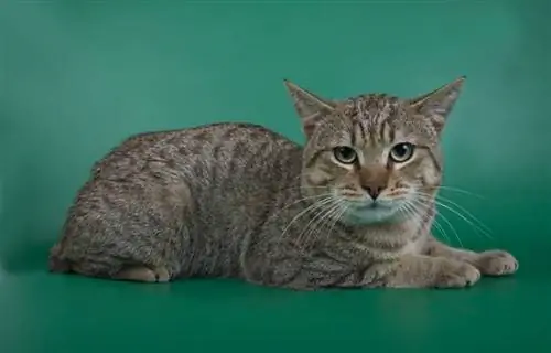 Bobtail americano sobre fondo verde