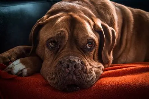 un vieux chien bordelais allongé sur un canapé