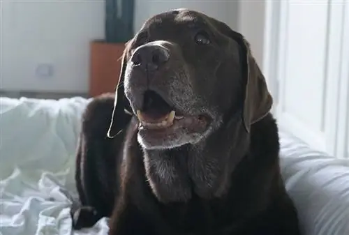 en gammel labradorhund på en stor hundeseng