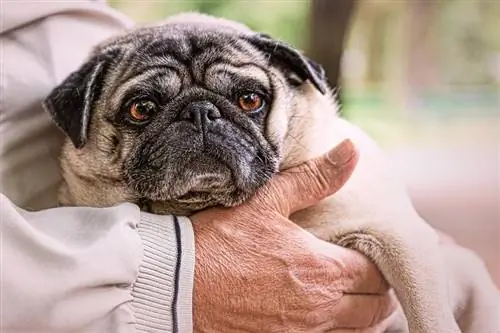 Portrait d'un vieil homme tenant un vieux pug