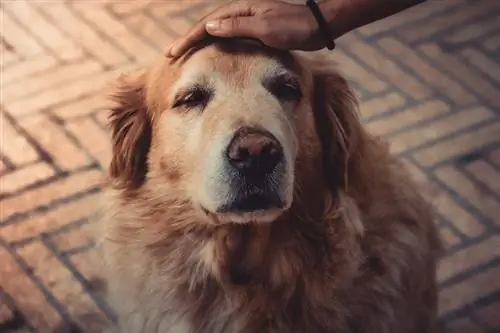 yaşlı bir köpeği okşamak