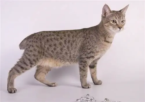 Amerikkalainen Bobtail