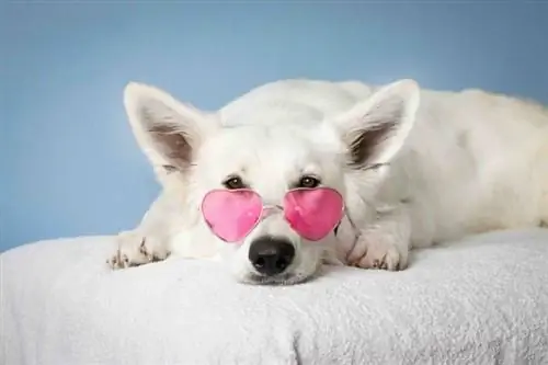 gafas de sol de perro blanco