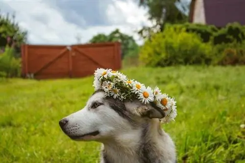 Corona de flores de husky siberiano