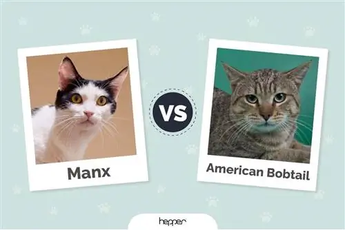 Manx Cat vs American Bobtail Cat: რა განსხვავებაა?