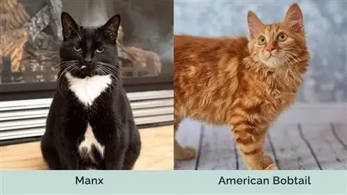 Manx vs American Bobtail lado a lado