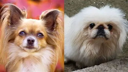 Peke-A-Papin vanhemmat - Papillon ja Pekingese Mix