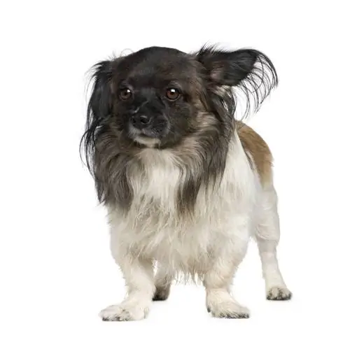 Peke-A-Pap (Papillon & Pekinese Mix)