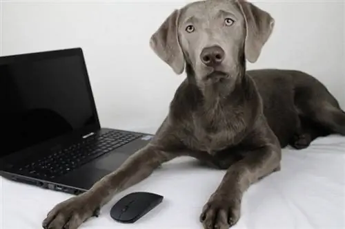 Retriever labrador perak di samping laptop di tempat tidur