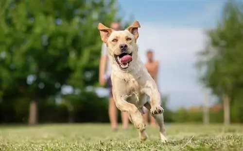 mladi pes labradorec teče na prostem