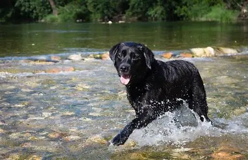 Svart labrador retriever i vattnet