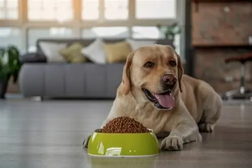 labrador hond aan het eten