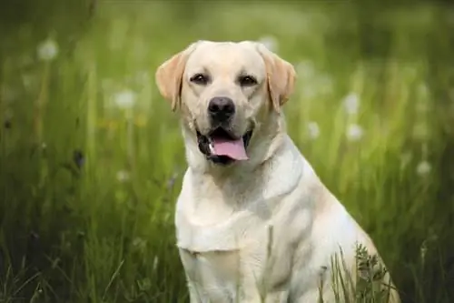 labrador retriver