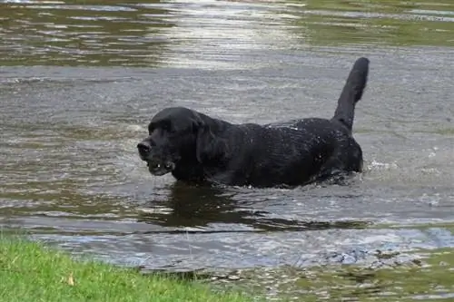 svart labrador simning