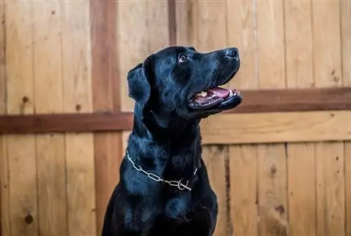 Zwarte labrador retriever