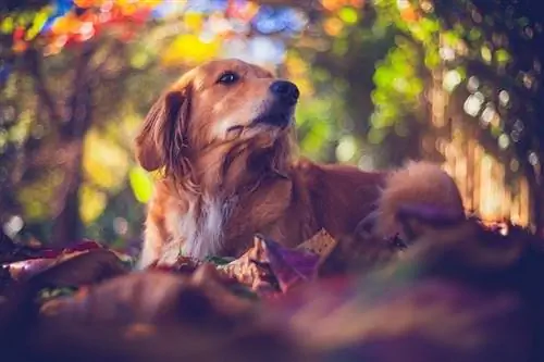 labrador merah