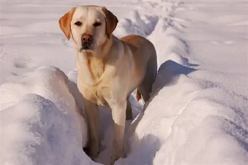 gul-labrador