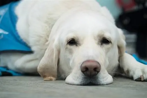 žalosten labradorec