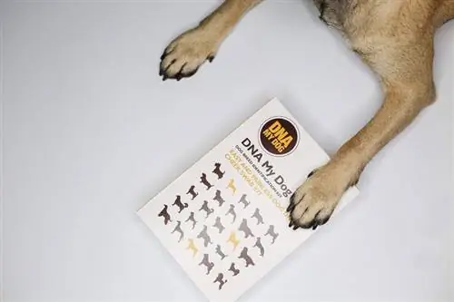 DNA TEST KIT VOOR HONDEN