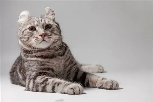 American curl tabby color sentado