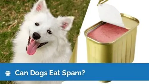 Kan hunde spise spam? Er spam sikkert for hunde at spise?