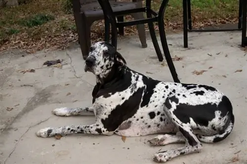 Harlequin Great Dane na nakahiga sa lupa