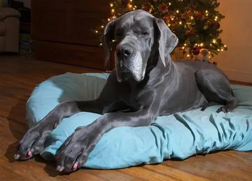 Great Dane Șezut Culoarea Labei