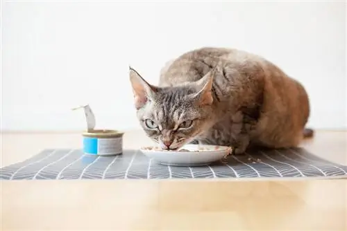 Le chat mange de la nourriture en conserve dans une assiette en céramique placée