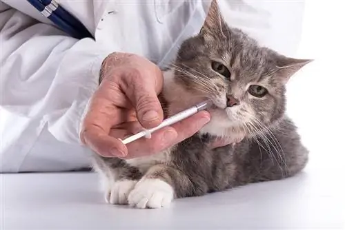 Veterinar care dă un medicament unei pisici_