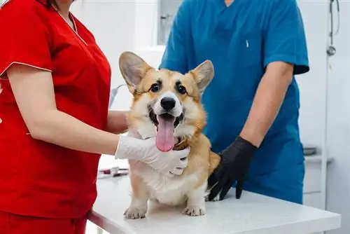 A telivér corgi kutyát megvizsgálják. Állatorvosi rendelő