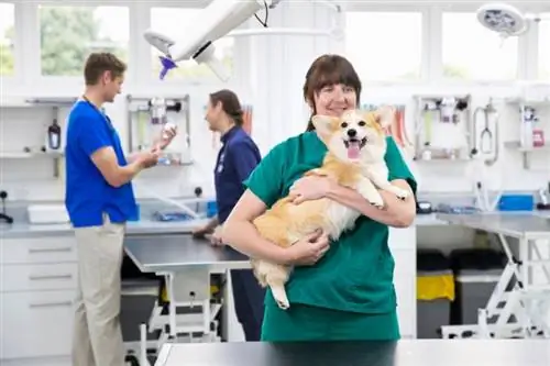 câine corgi purtat de veterinar