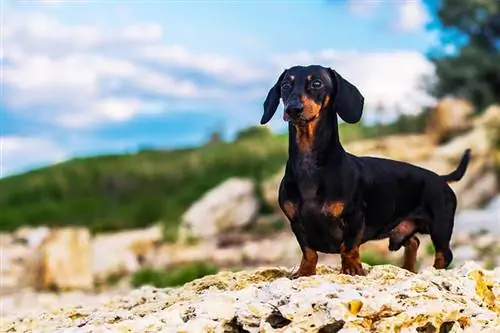 Horizontales Porträt eines Hundes (Welpe), Rasse Dackel schwarz und braun, männlich