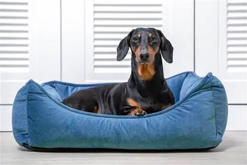 Por que os Dachshunds são tão teimosos? 5 razões possíveis