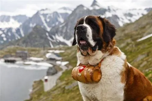 Mengapa St. Bernard Ditampilkan Dengan Barrel Collars?