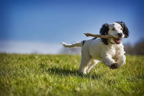 chien qui joue à chercher